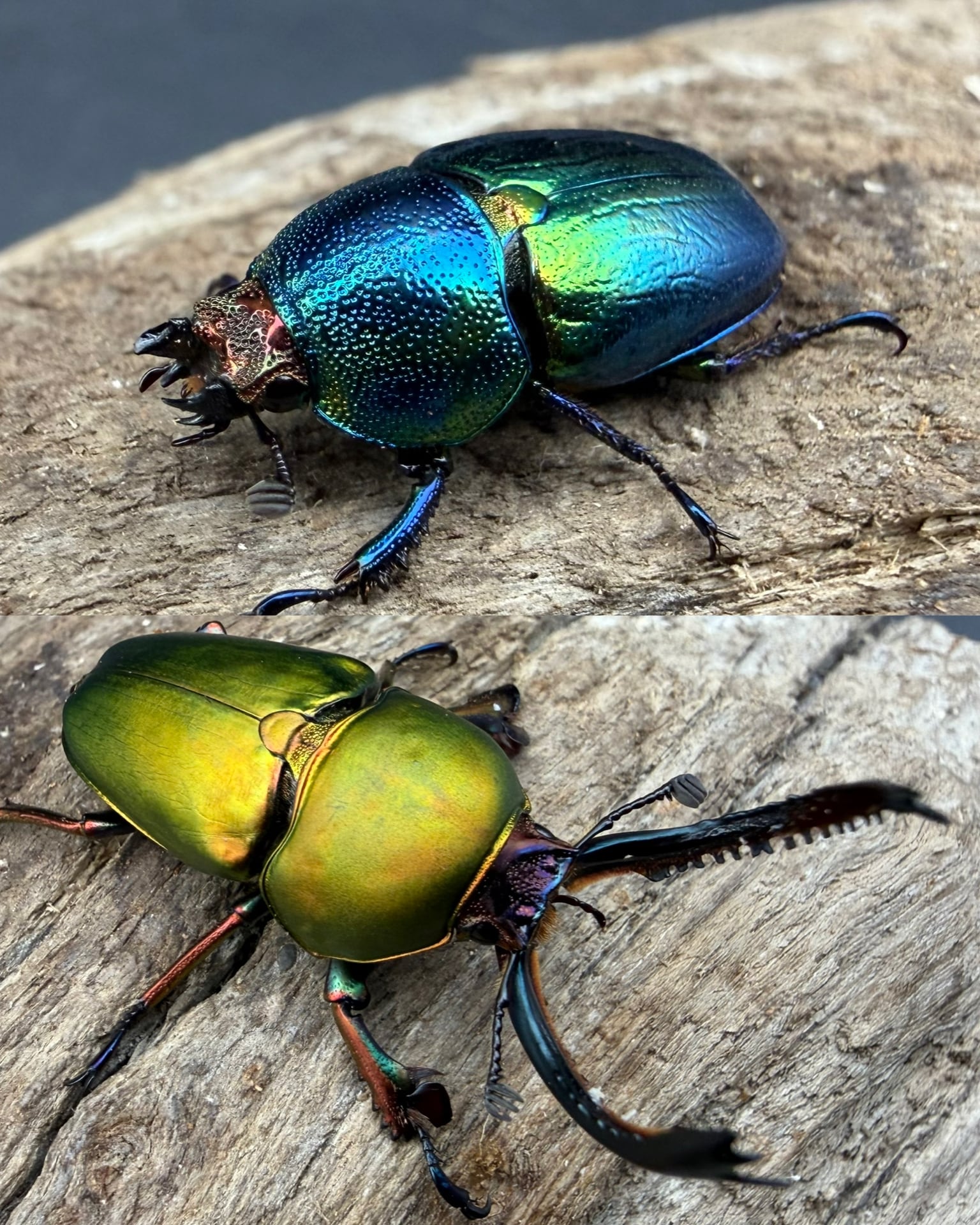 クワカブの部屋』公式 日本と世界のカブトムシ・クワガタ飼い方&原色