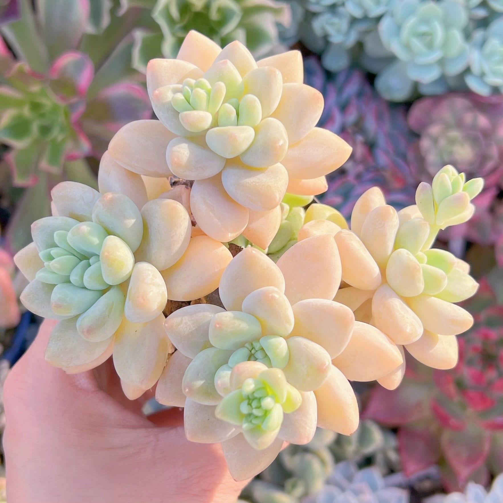 現品　ホワイトケーキ#A60　るる農園