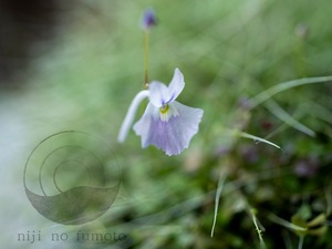 青花ウサギゴケ（Utricularia sandersonii blue）#001