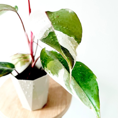 フィロデンドロン ピンクプリンセス 観葉植物 calm cafe