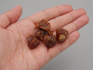 Fragrant Caudex Series 02 / Myrrh(ミルラ)