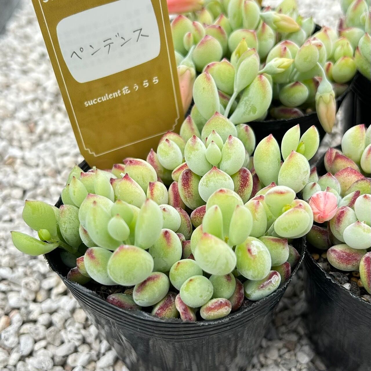 ALL ITEM | Succulent 花うらら 〜多肉植物
