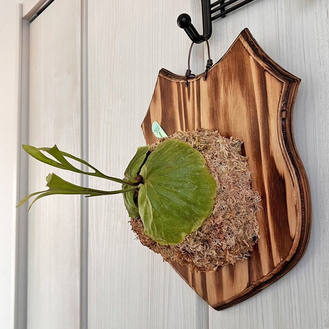 ビカクシダ リドレイ 板付 【観葉植物 室内 コウモリラン】