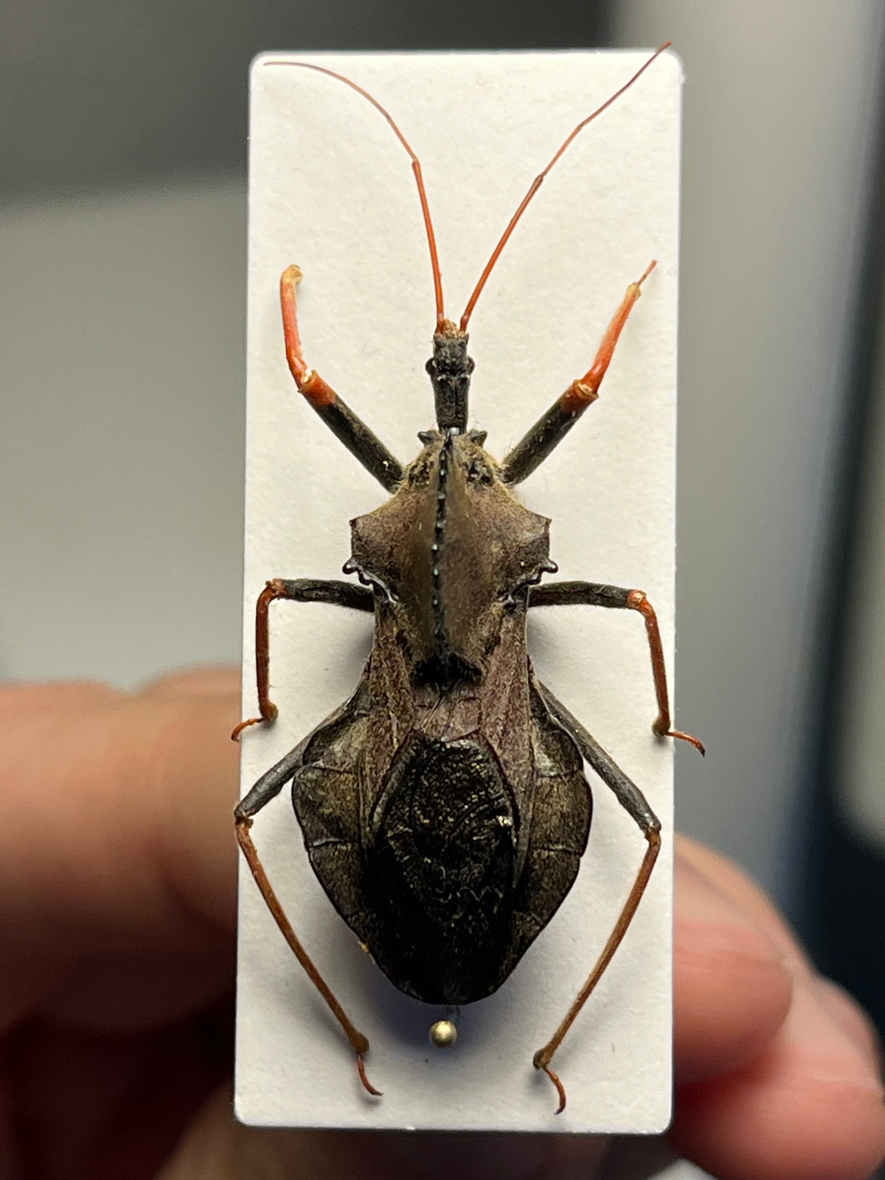 北米最大】背中に丸鋸が埋め込まれたアサシンバグ サシガメの一種 標本