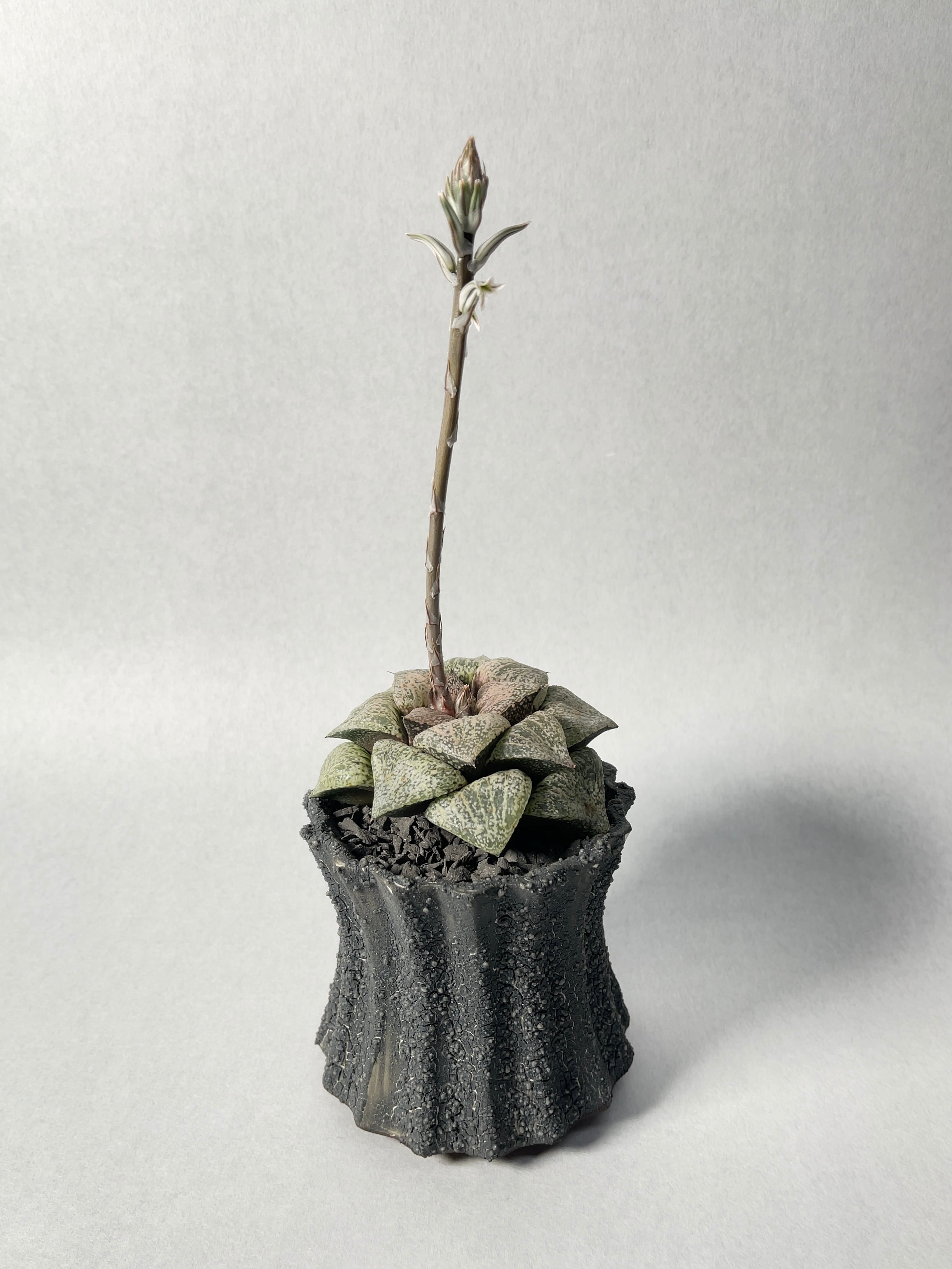 ハオルチア・ピクタ | trigger