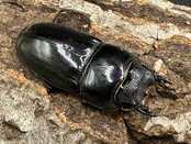 【WD】《スマトラオオヒラタ アチェ産 86mm ペア》