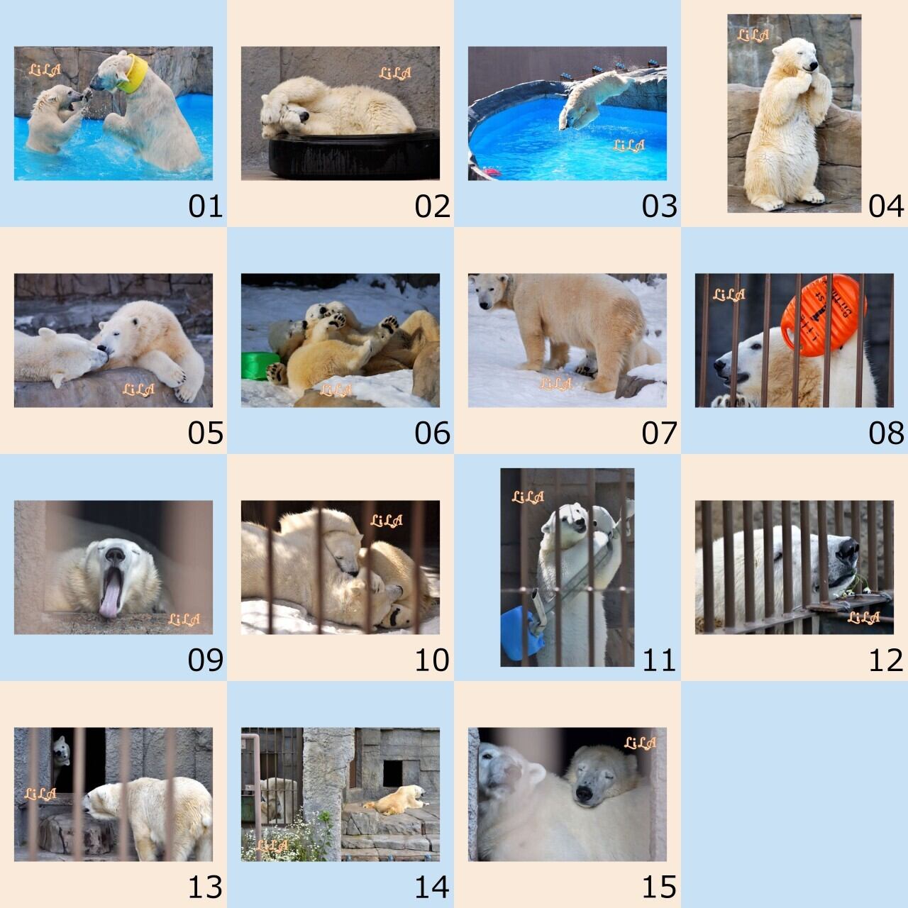 りらまにあ1】ポストカード 全30枚(全部セット) | 動物園写真家-ZOO