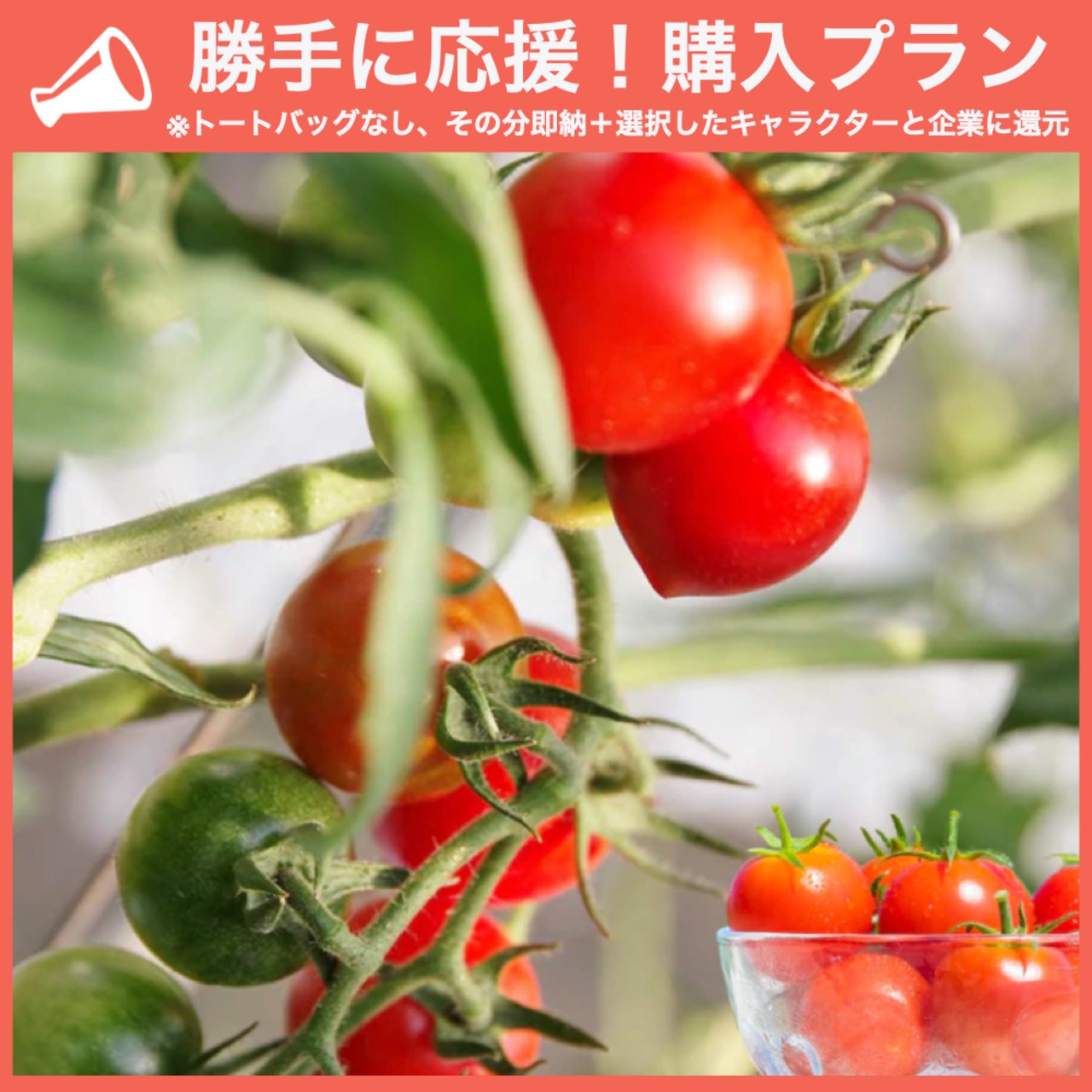 【勝手に応援プラン】壱岐の潮風トマト 1.5kg箱