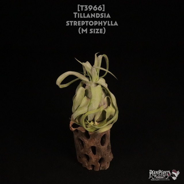 【送料無料】streptophylla × novakii〔エアプランツ〕現品発送T3582
