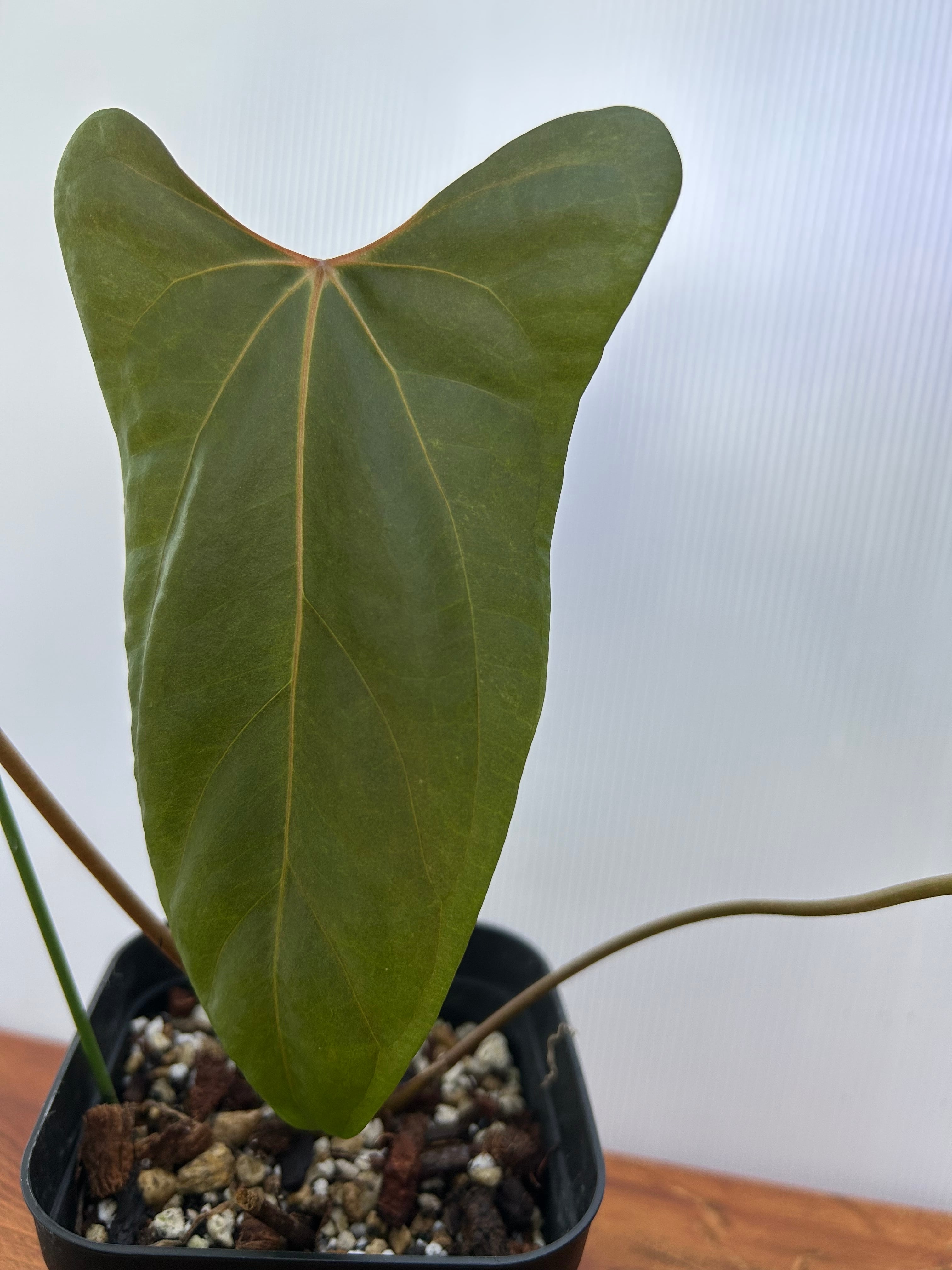 Anthurium | BA PLants