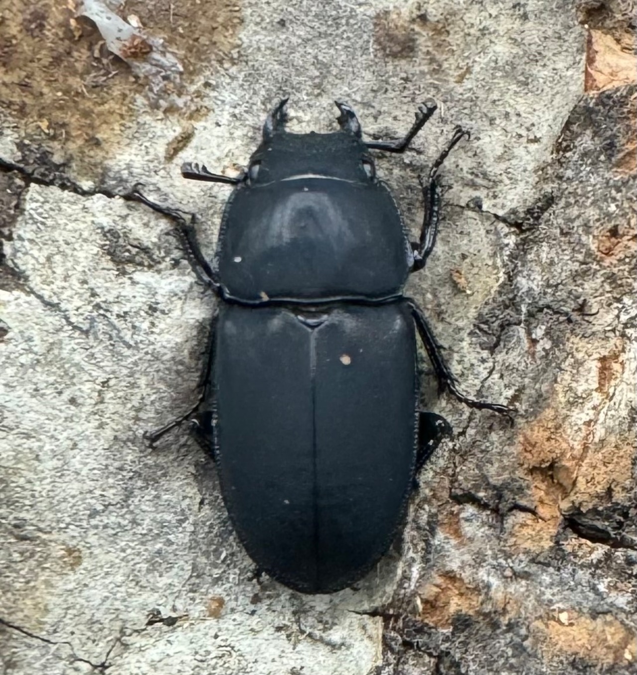 【WF2】《メタドルクス ロトゥンダトゥス ペア+♂1頭おまけ》①