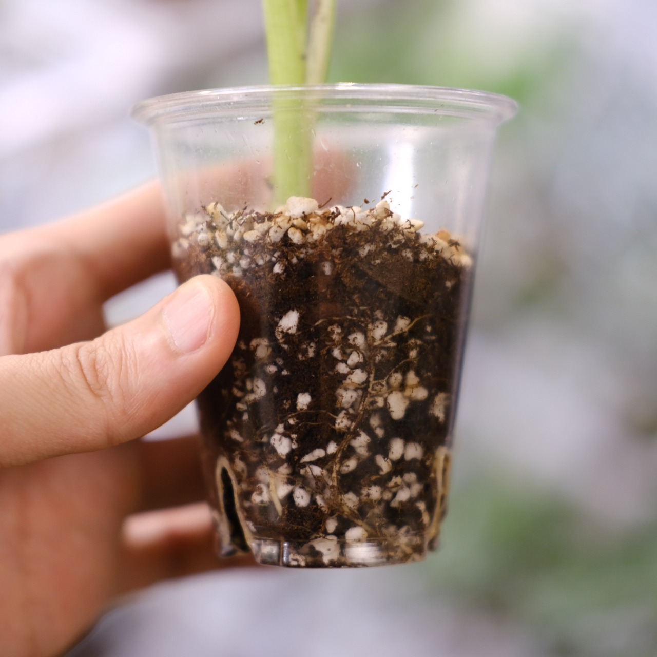 Banana Musa Ae Ae② / ムサ アエアエ (斑入バナナ)