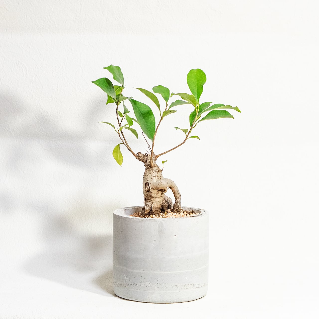 【力強く絡み合う太い根】個性的な樹形のガジュマル。植物を引き立てる無骨な手づくりモルタル鉢。根腐れを防ぐ独自配合の用土を使用|虫発生抑制/全国一律送料850円