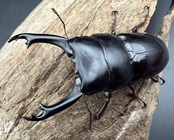 【WD】《ダエダリオンヒラタクワガタ ssp. 62.5mm ペア》