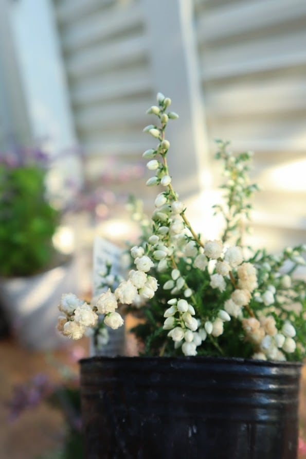 カルーナ 『ブルガリス 八重咲き』 3寸苗 | サクシフォン|花で日常に