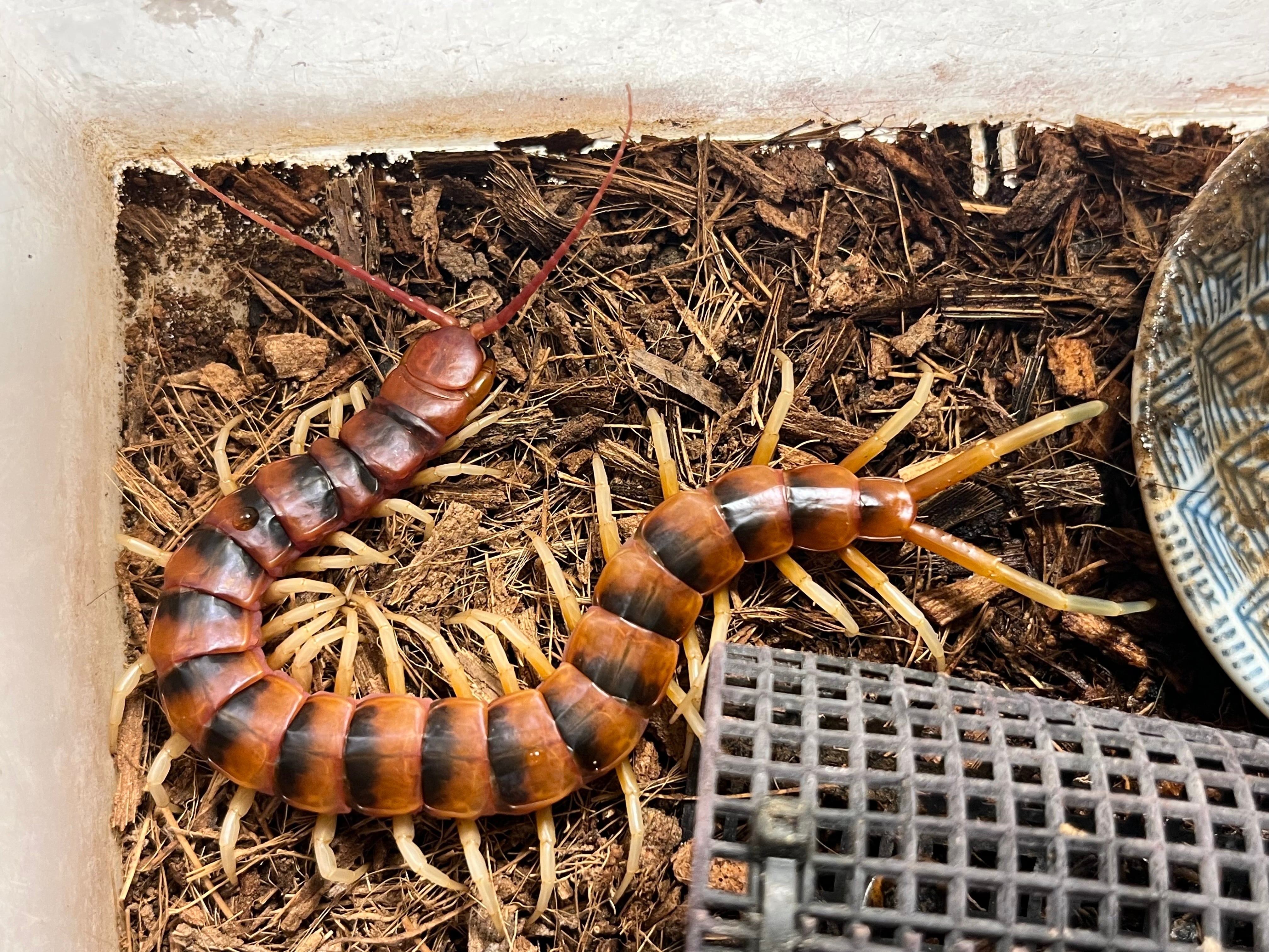 ムカデ | オモニキチュウ