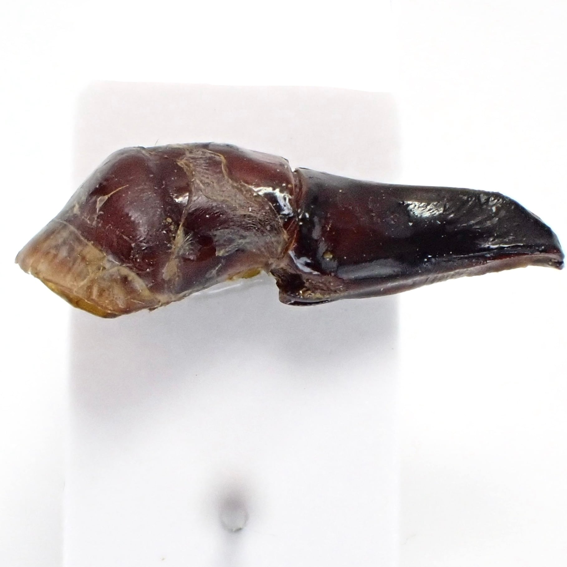 マレーシア産 Heliocopris tyrannus ♂♀ 58mm/61mm | 昆虫標本