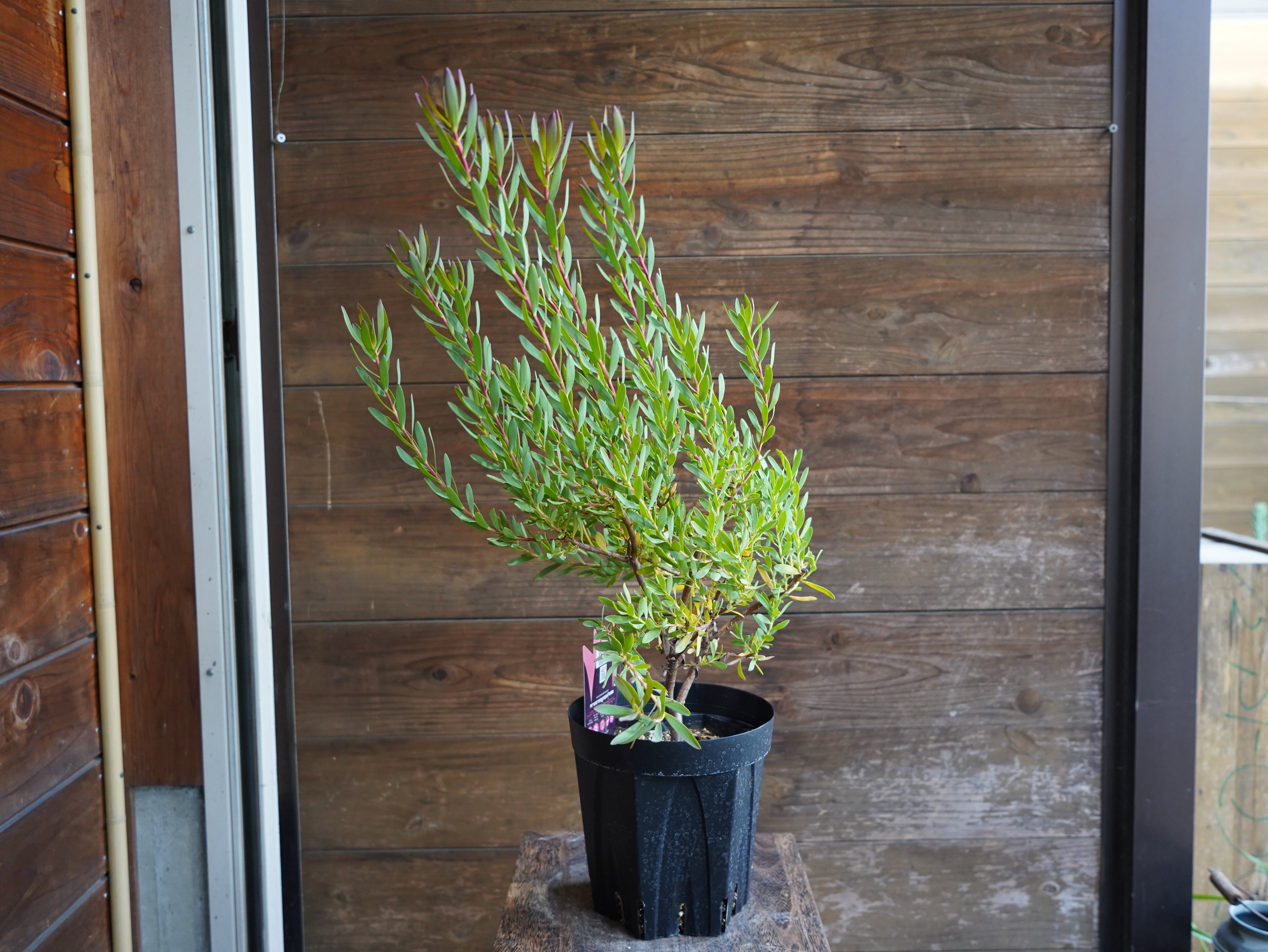 【現物】リューカデンドロン　”Baby Bouquet”　６号