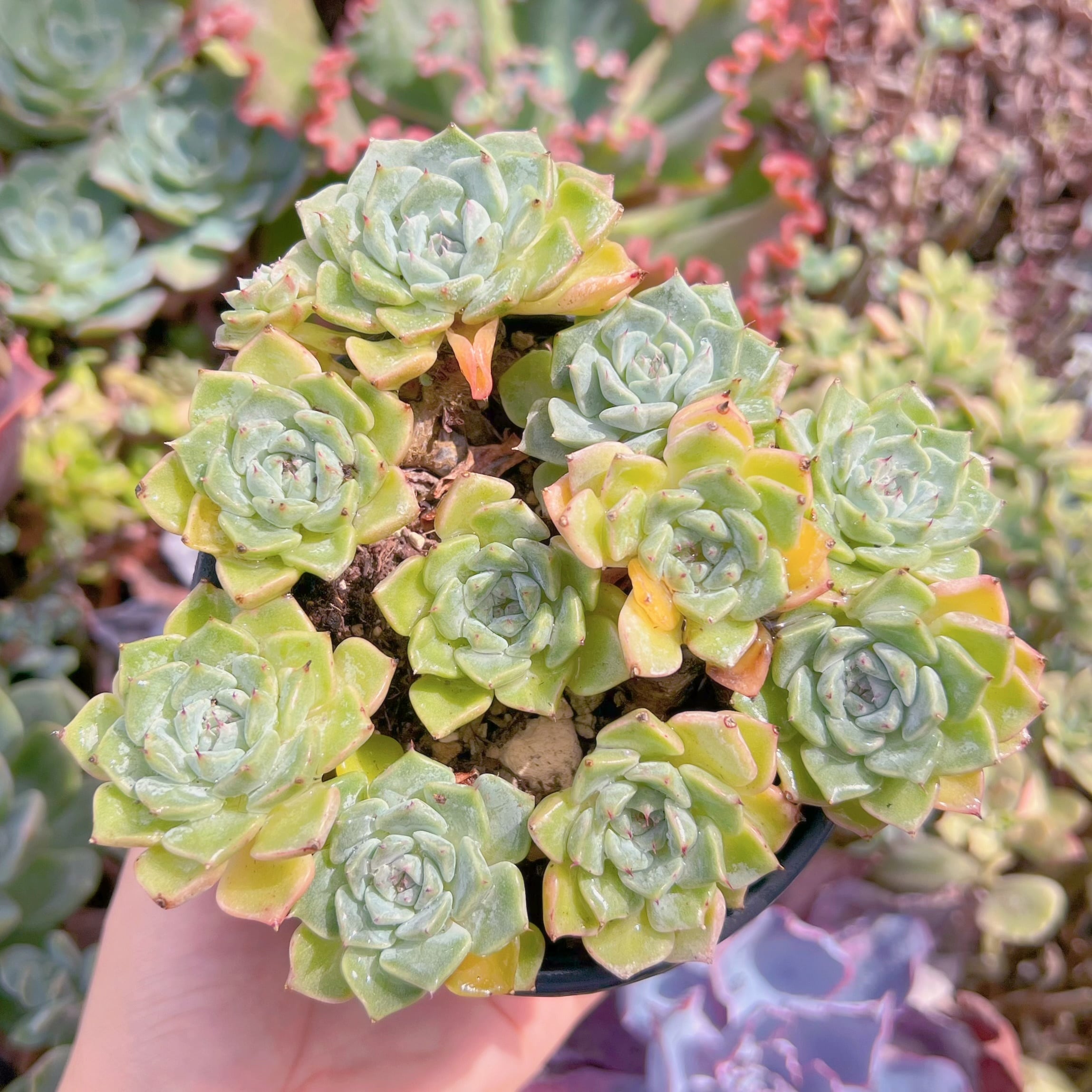 現品　沙羅姫牡丹#M244　るる農園