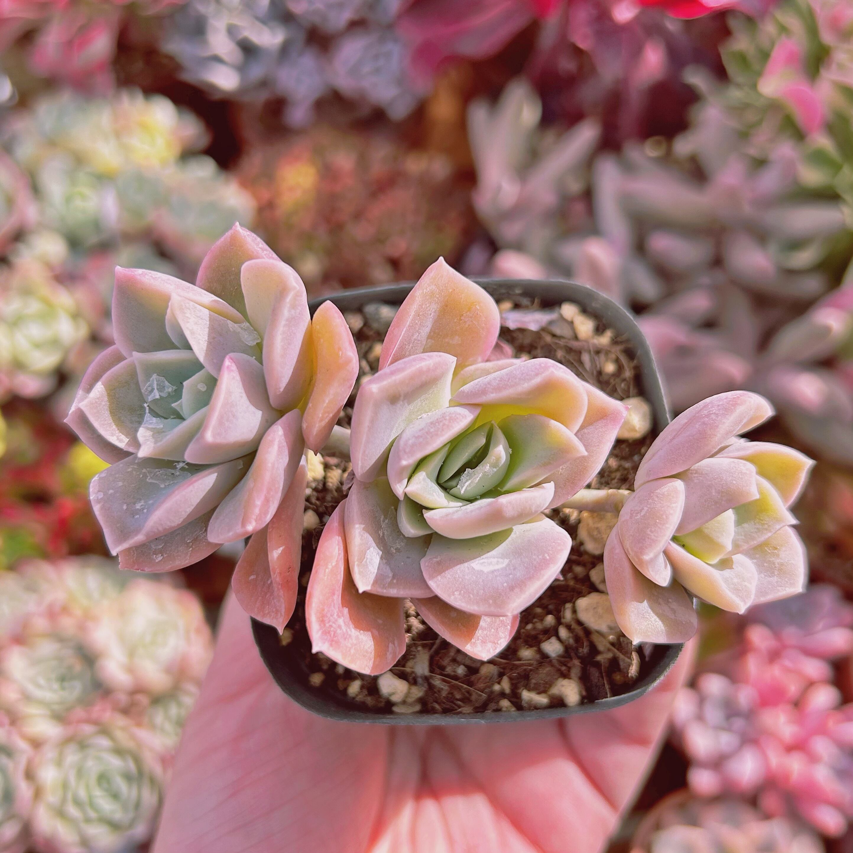 #840現物　多肉植物　Echeveria  ラブリーローズx白牡丹　抜き苗