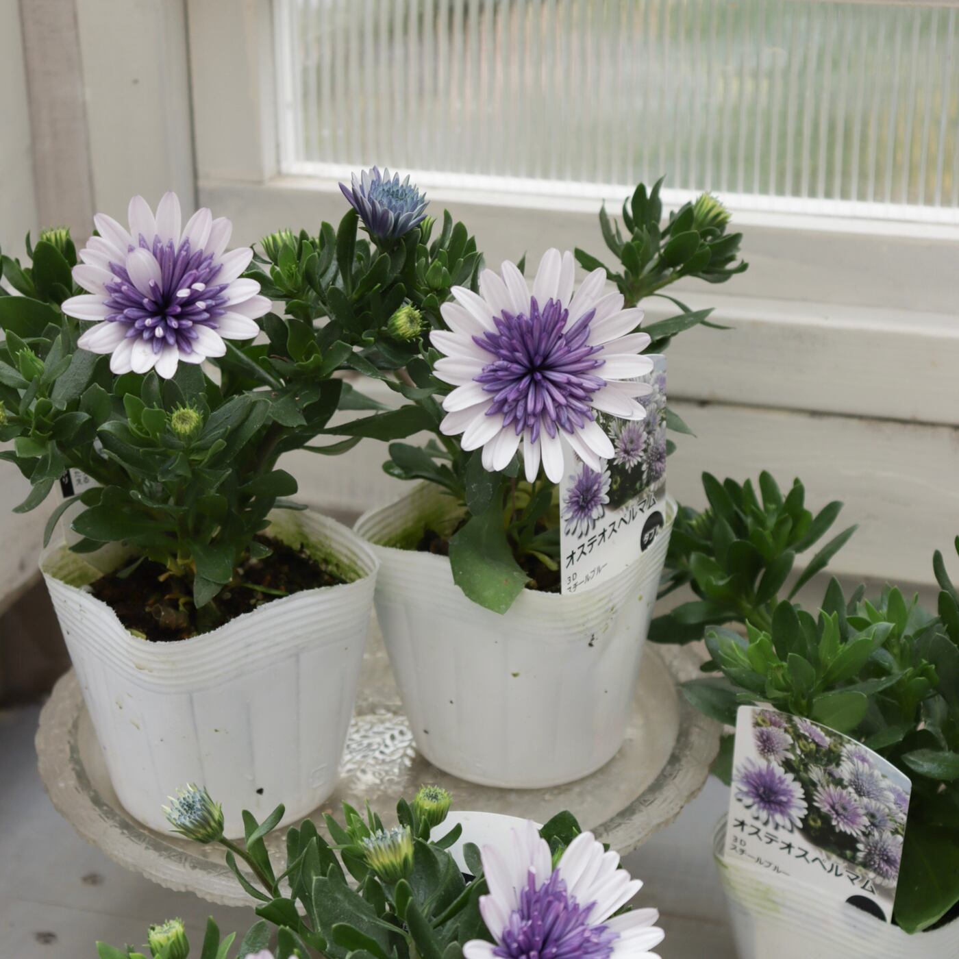 Green heartꕥオンラインショップ