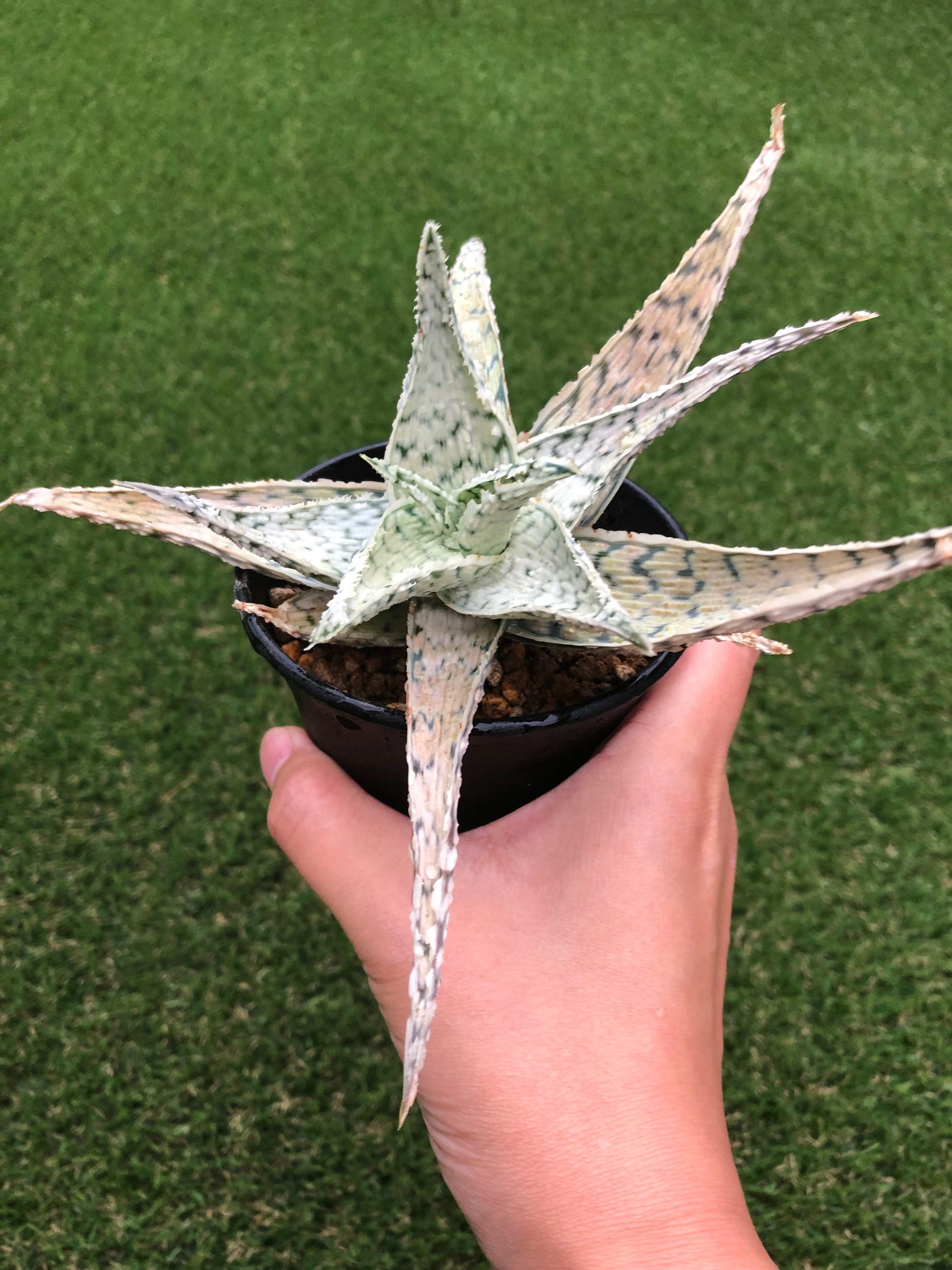 Aloe rauhii 'Super Snow Flake' アロエ ラウヒー スーパー