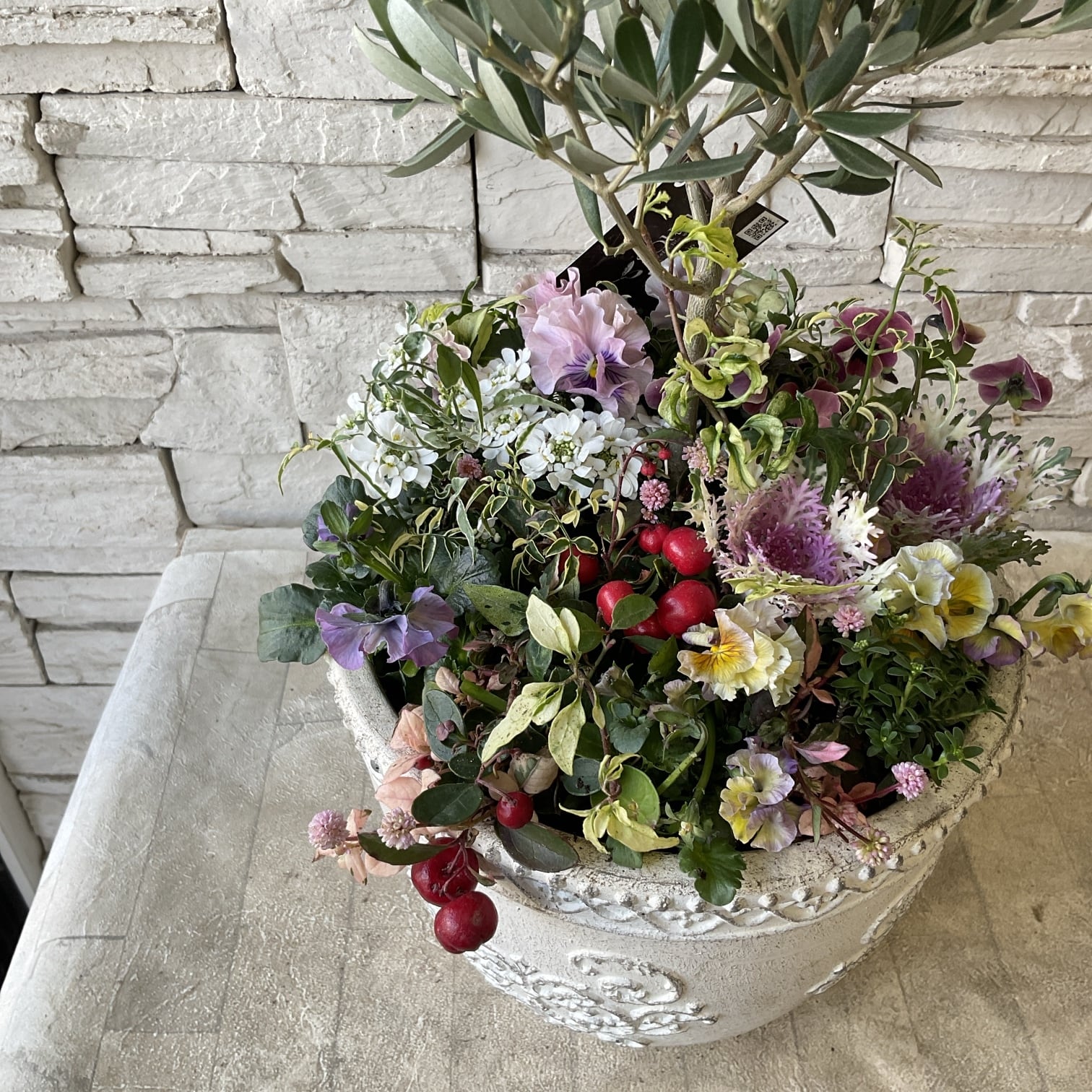 【SALE】シンボルツリーに❤︎オリーブの株元寄せ植え 寄せ植え】オリーブの株元寄せ植え | 橋本種苗園