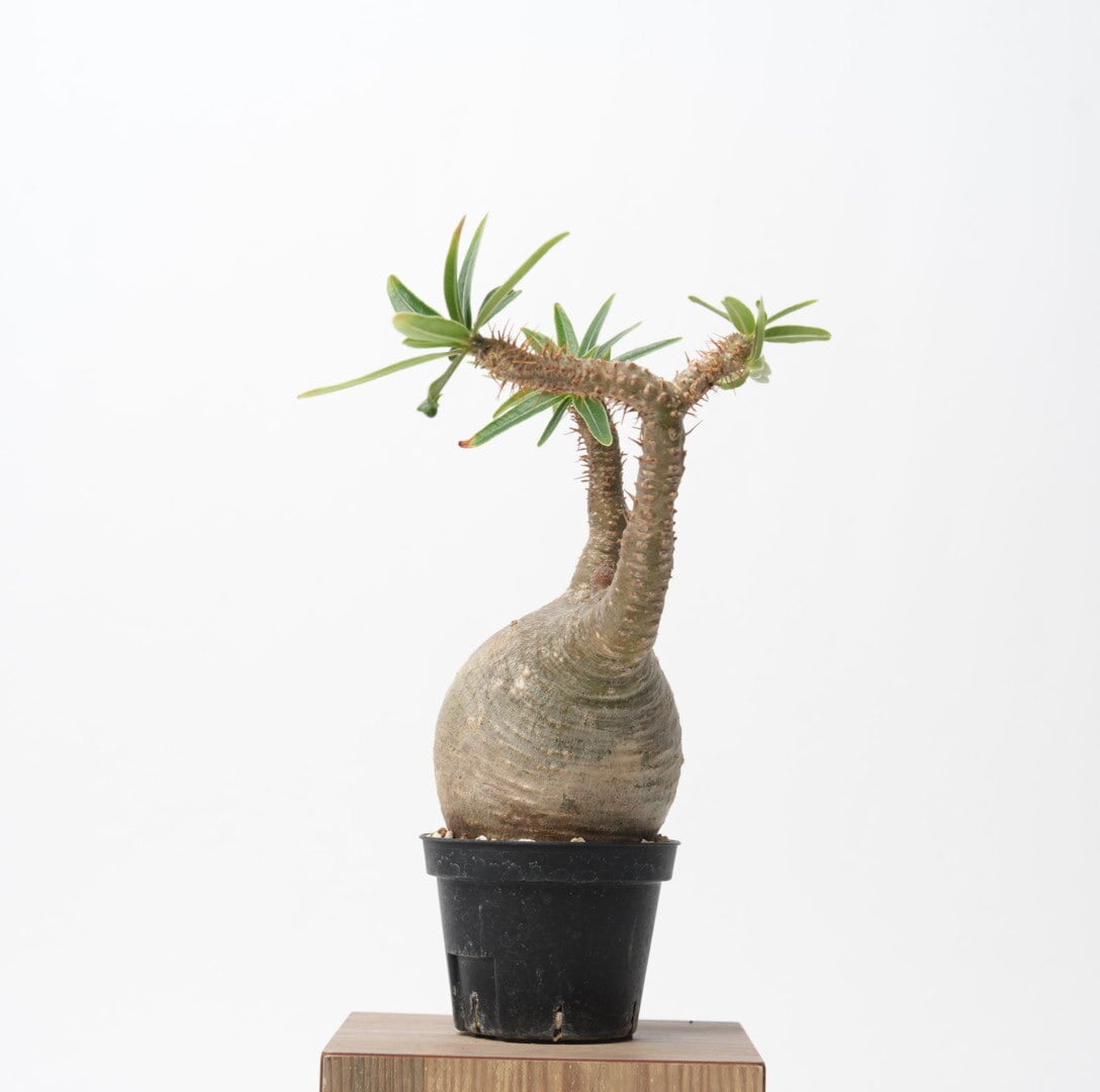 グラキリス　現地球　コレクション株　発根済み ボール状　高さ約20cm グラキリス現地球コレクション株発根済み ボール状高さ約20cm