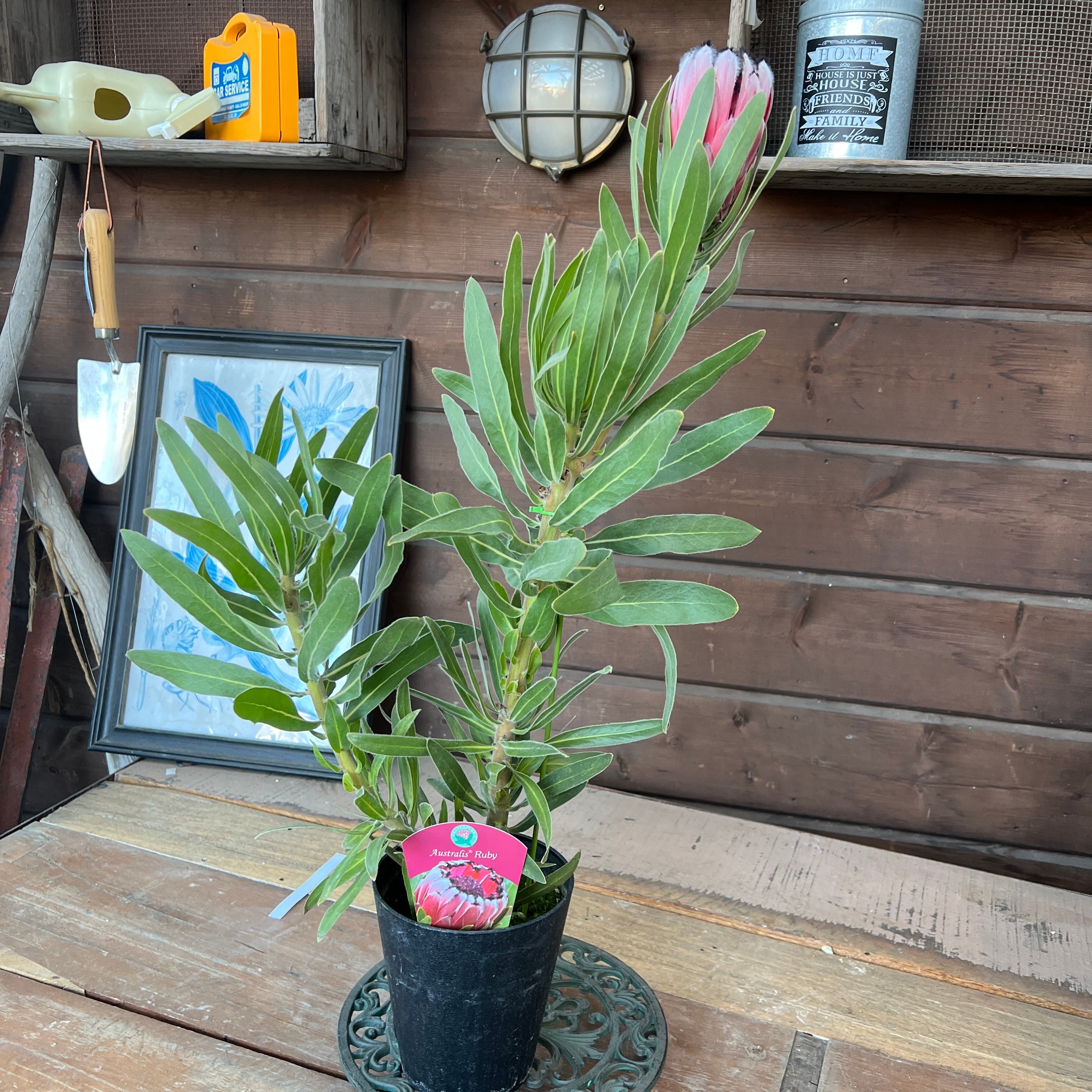 プロテア オーストラリス ルビー② | 沼ノ上農園