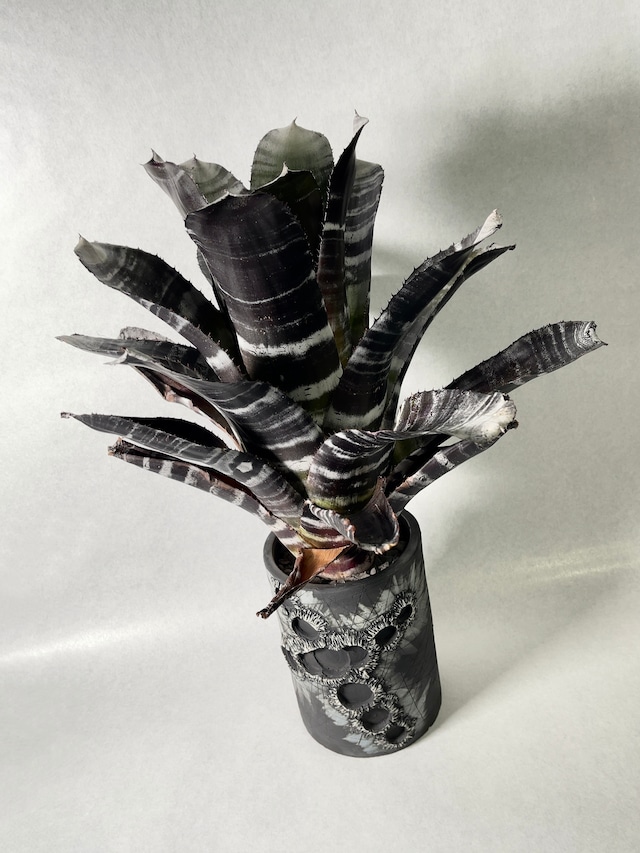 エクメア・チャンティニーパープル