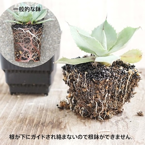 Meshpot STANDARD 7cm ホワイト 10個セット