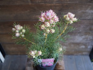 【現物】セルリア　”プリティピンク”　C