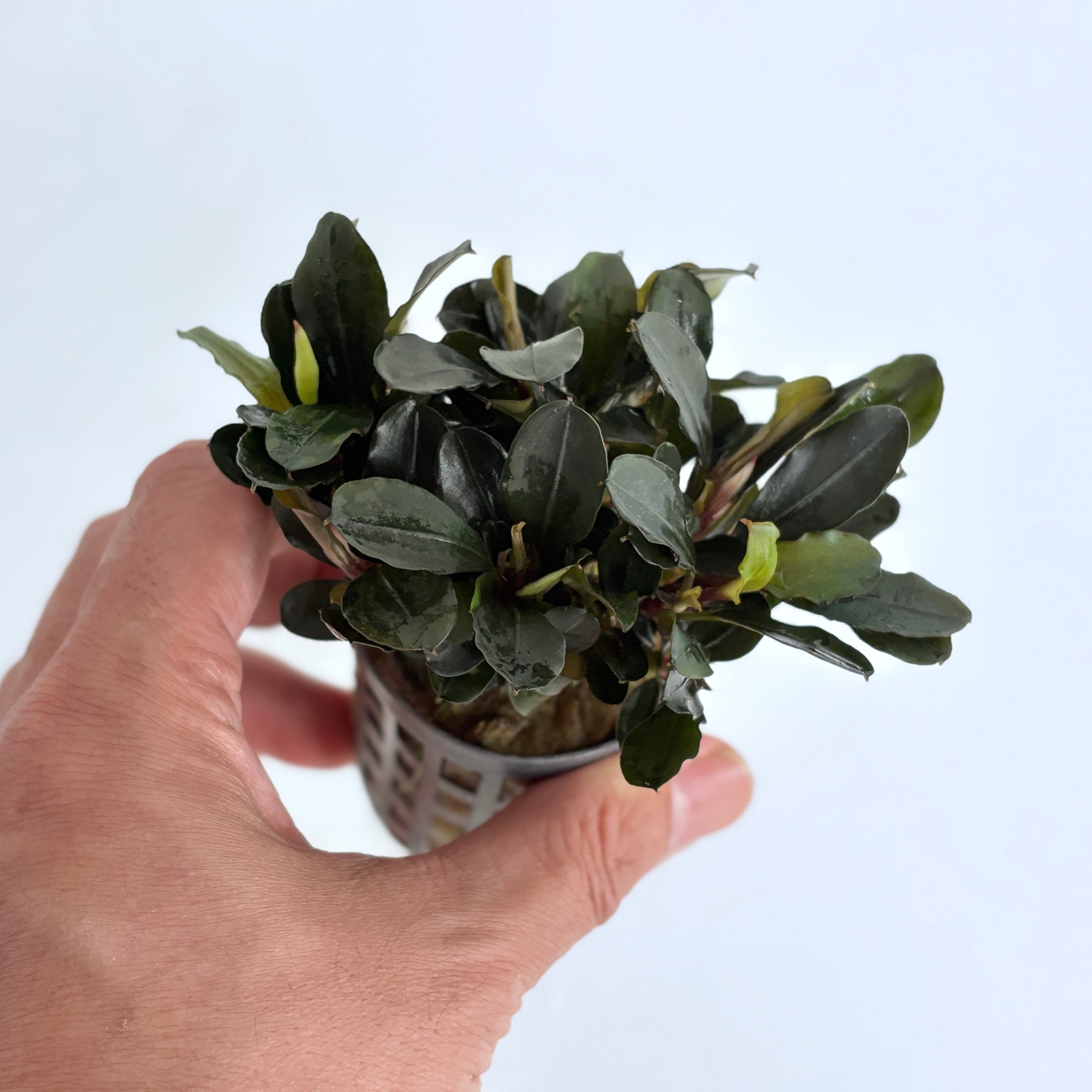 ブセファランドラ ティア【熱帯植物】 苔テラリウム作製用素材 ◇L