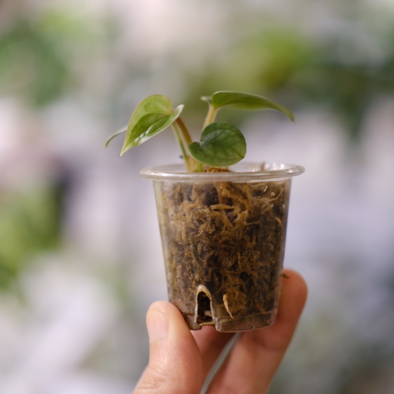 ルクスアリンス シルバー/ Anthurium luxurians silver