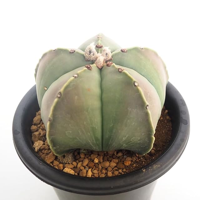 ユーフォルビア オベサ 発根管理中 輸入株 多肉植物 サボテン | PAY ID