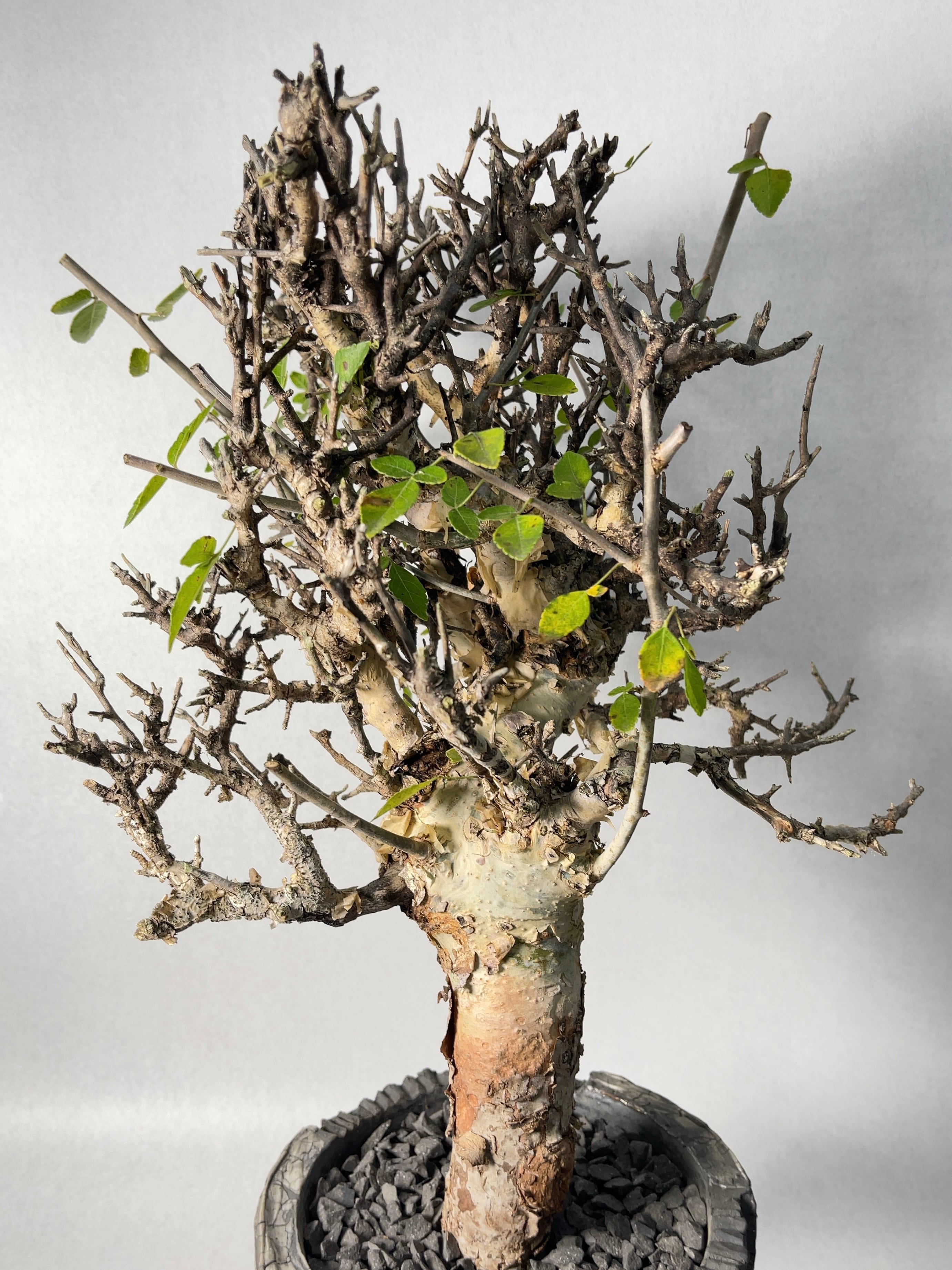 ◎コミフォラ・カタフ ターカネンシス 灌木 昨年の輸入株 コーデックス