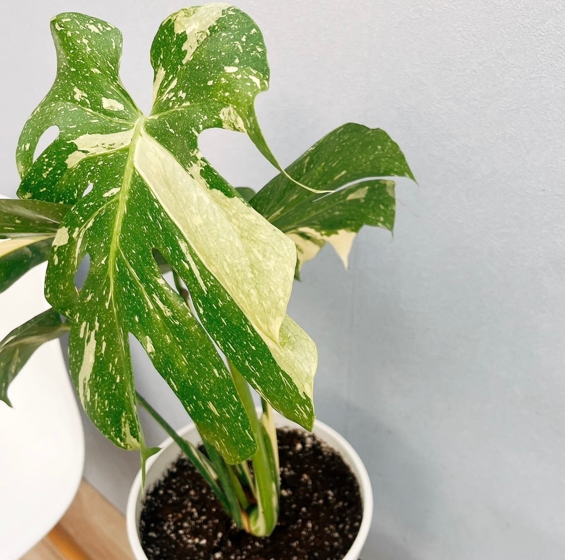希少　斑入りモンステラ　デリシオーサ　モンステラ　観葉植物　室内装飾　空気清浄 希少 斑入りモンステラ デリシオーサ モンステラ 観葉植物 室内装飾