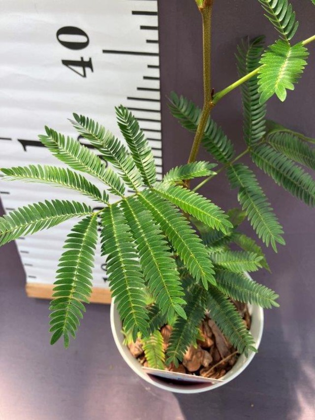 エバーフレッシュ 観葉植物 5号 | 日本ライン花木センター
