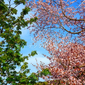 桜と緑のコラボレーション　Collaboration of cherry blossoms and greenery