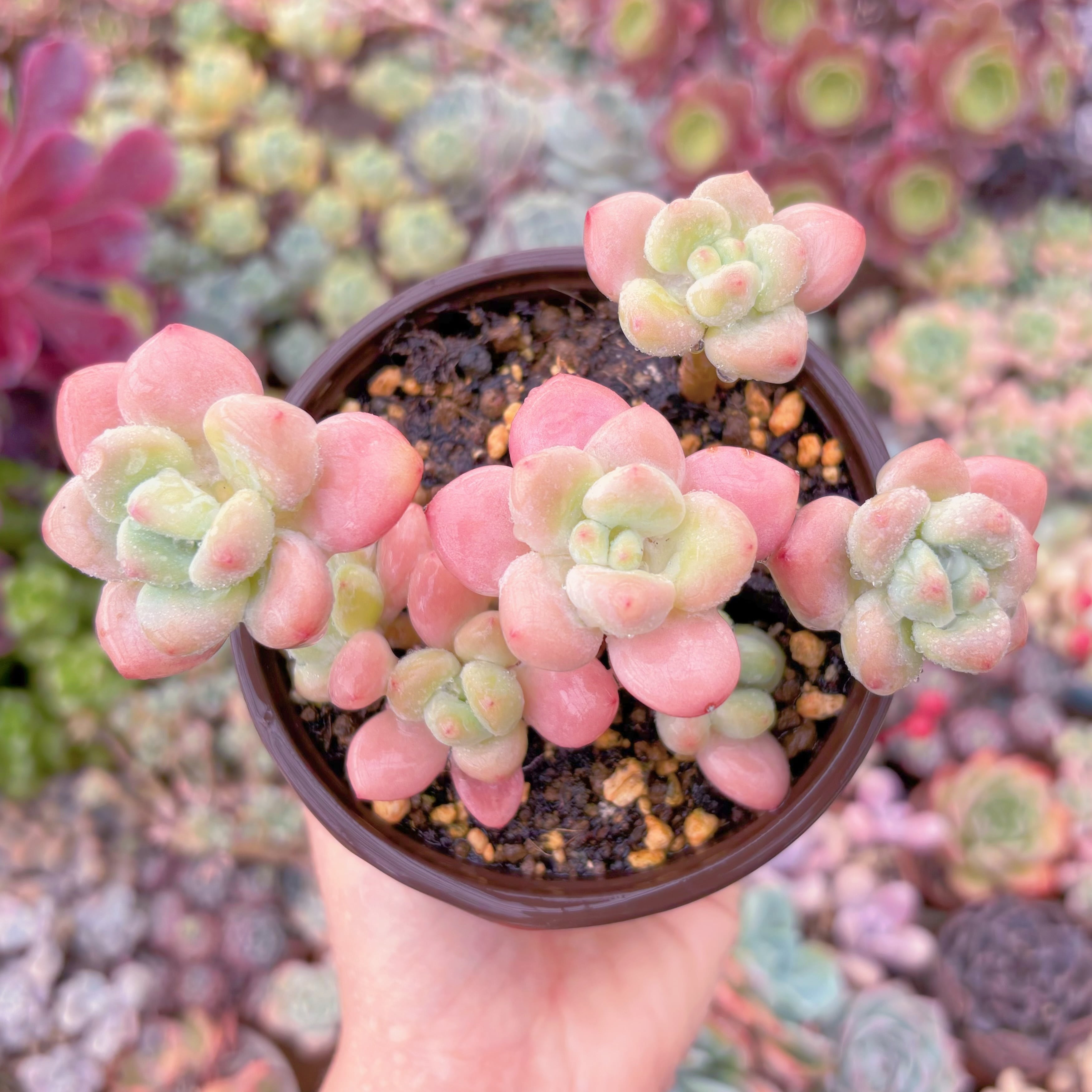 現品　マカロン#862　るる農園