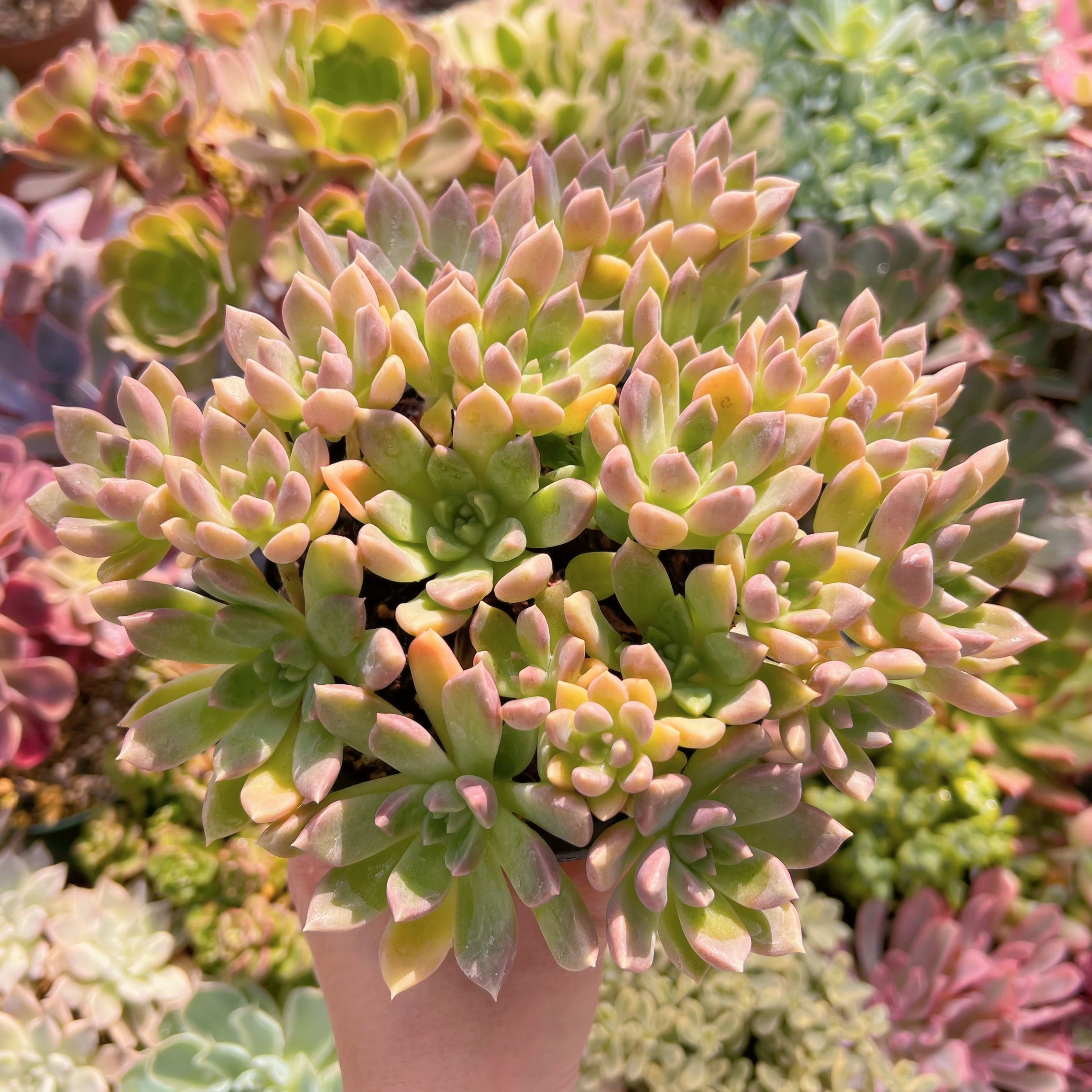 現物　アルジェ#625   古株群生　特大  るる農園