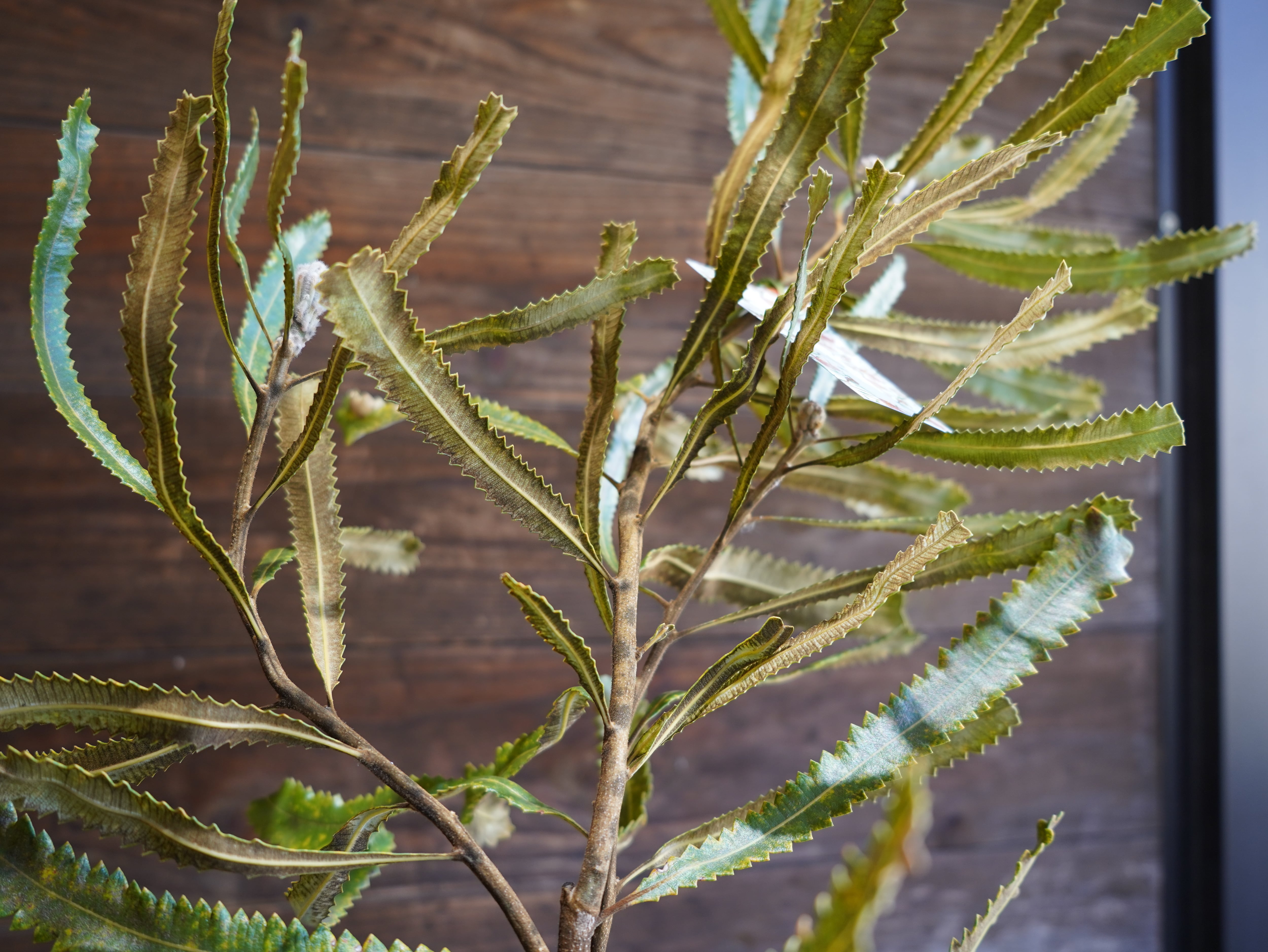 【現物】バンクシア　”バーデッティ”　B