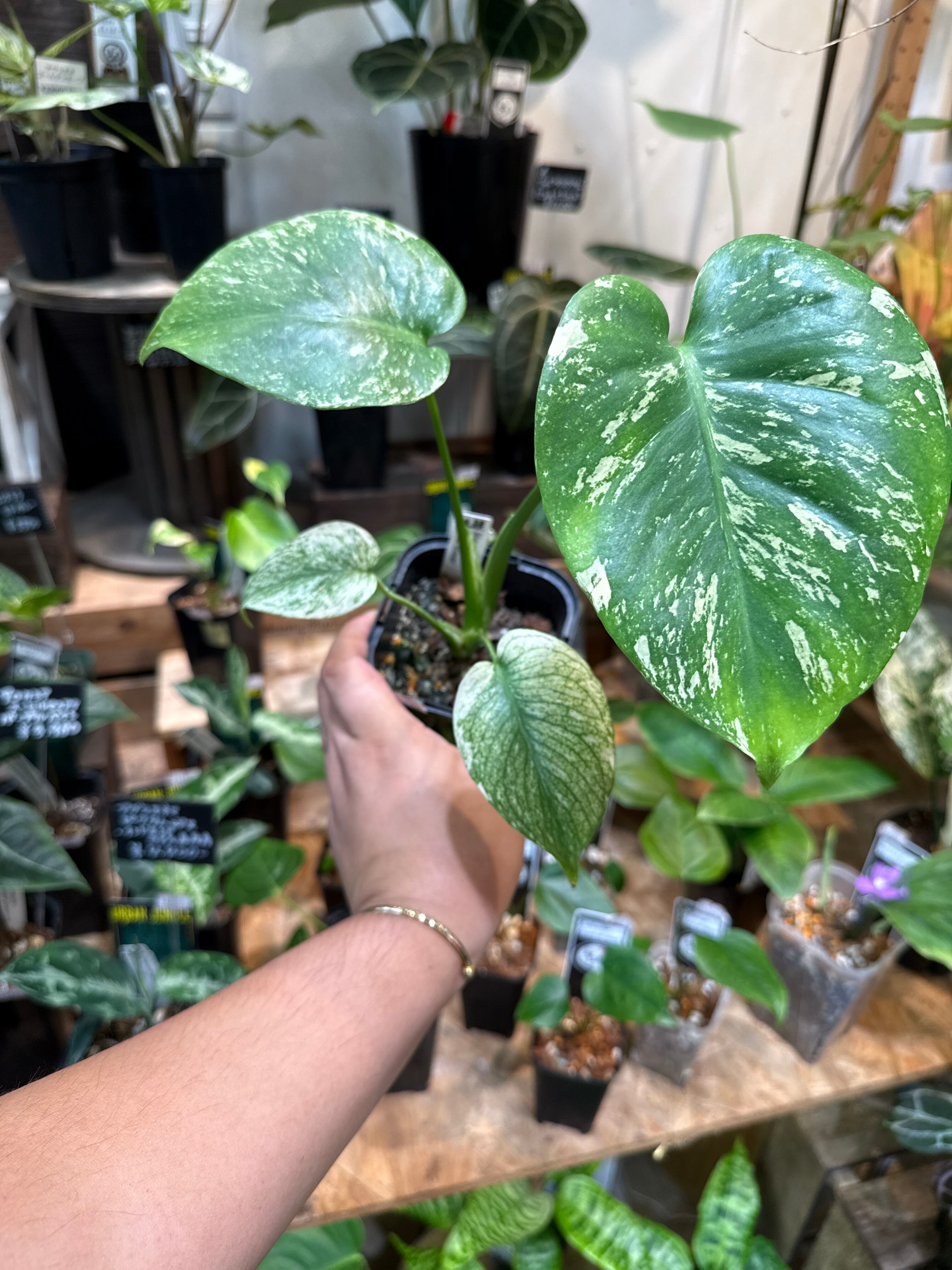 ラフィオナクメ・フラナガニー こんにちは🤲 オープンからお客様が