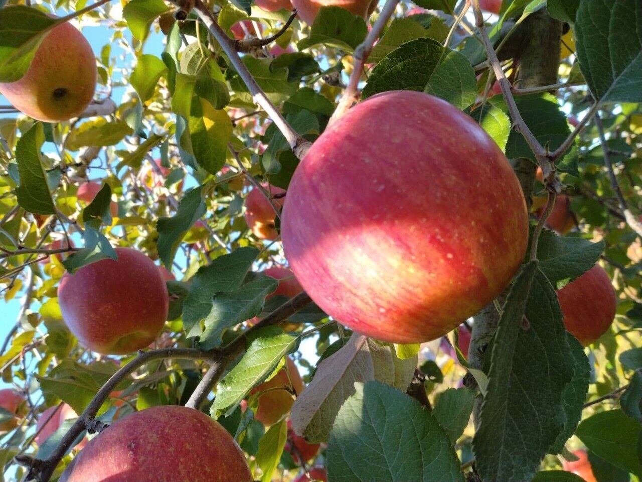 ライラック^_^様　リクエストご贈答用サンふじ&ゴールド箱込み１０㌔ 6500円 y.y.y (^-^)リクエスト ご贈答用サンふじ箱込み10㌔ 6500円 りんご