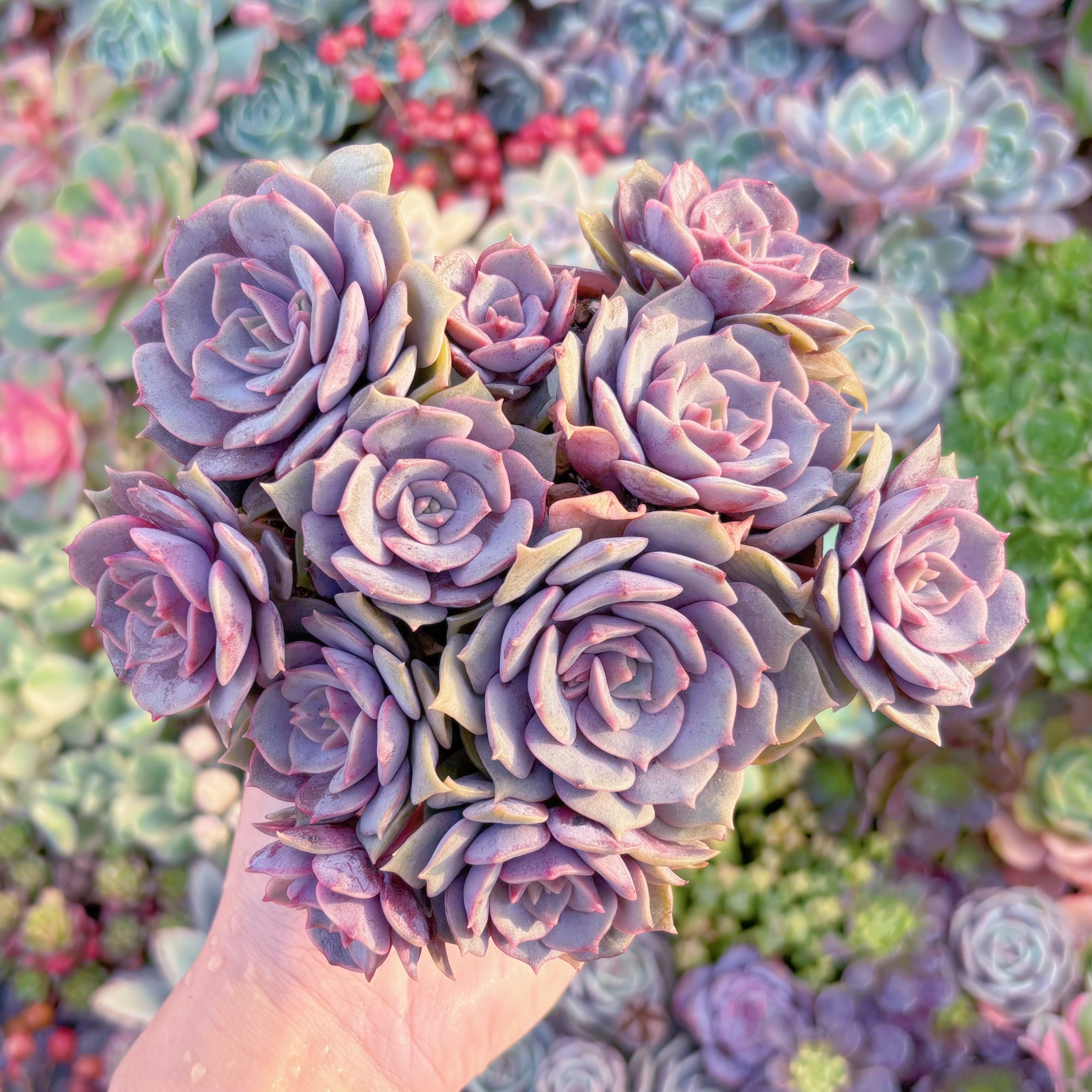 現品　紫姫#A077　群生　新入荷　るる農園