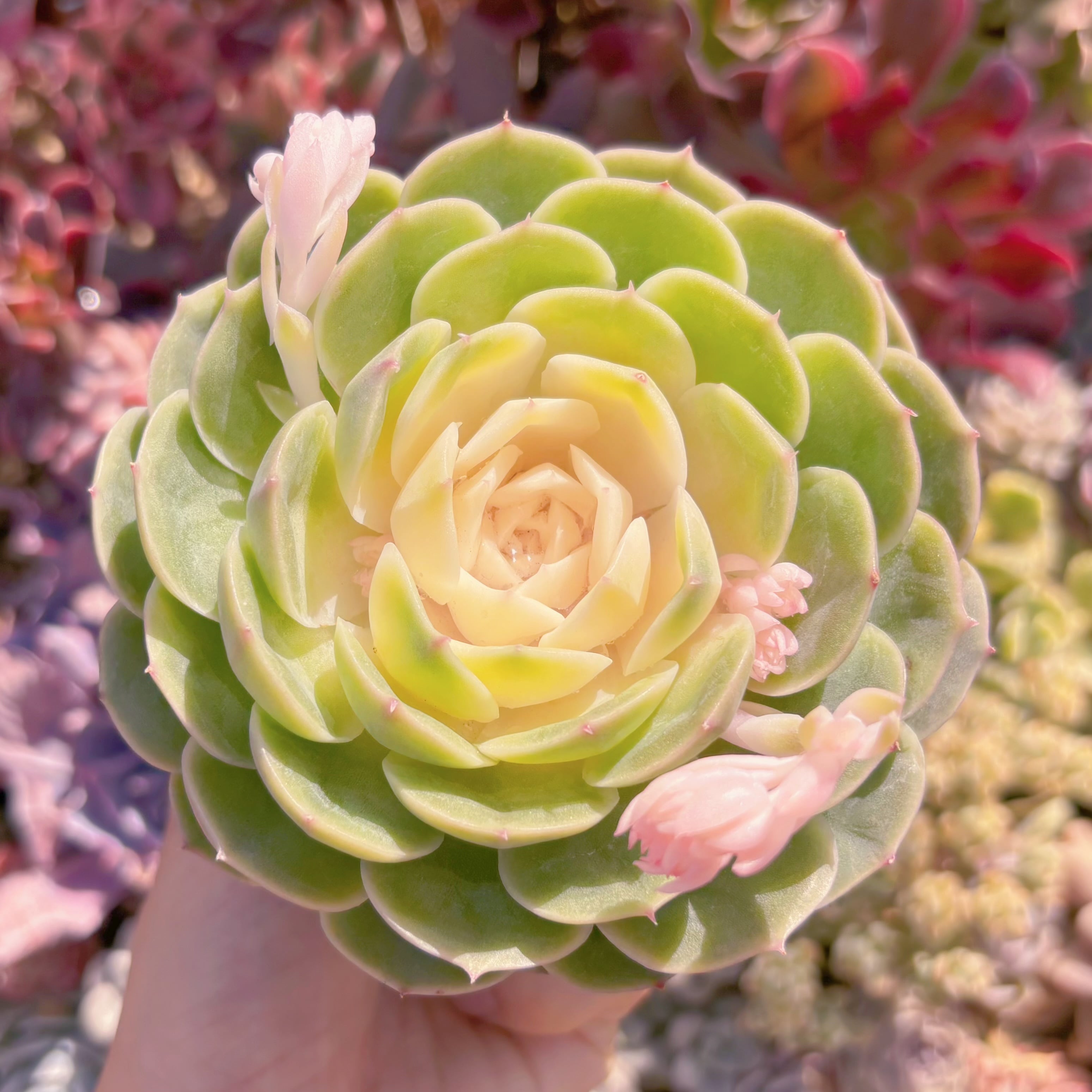 多肉植物　オンスロー錦　新入荷　るる農園