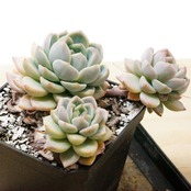 【PREMIUM】 抜き苗 オレンジファッジ 長期LED管理 大株 Echeveria 'Orange Fudge'