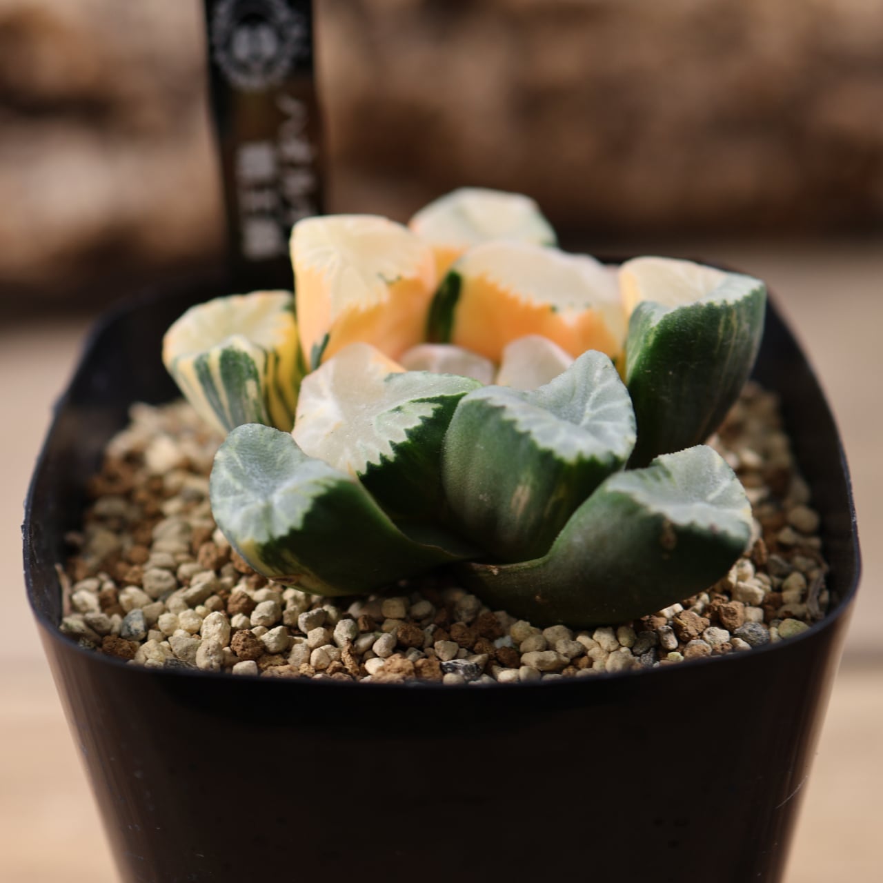 715『ハオルチア 覇王錦』観葉植物【送料無料】 | MARX PLANTS | 観葉