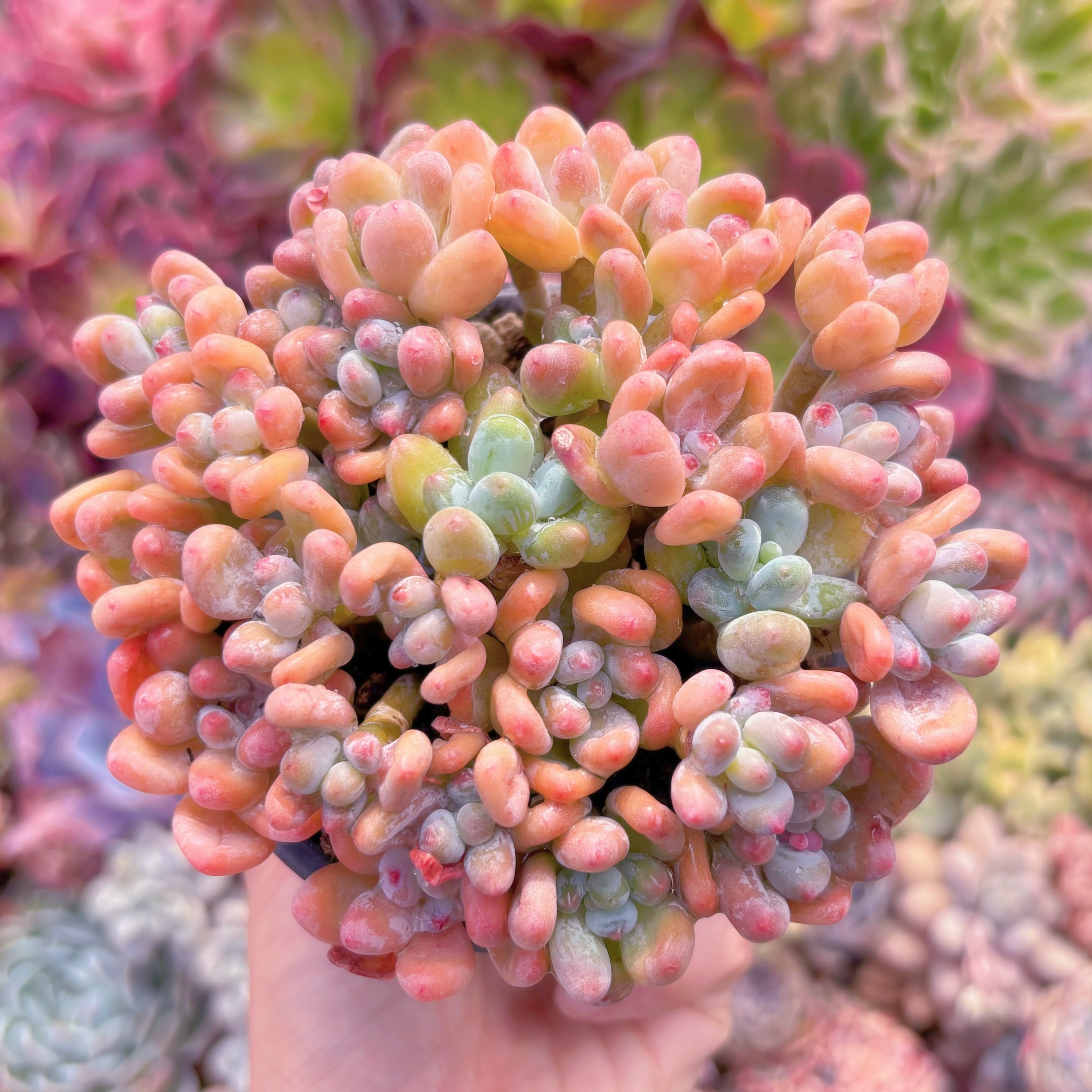 現品　アップルチーズ美人#567　新入荷　るる農園