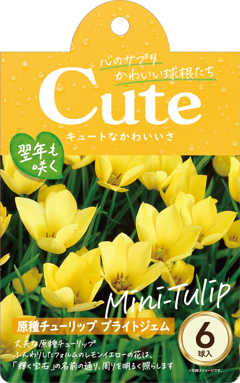 球根 原種チューリップ Cuteシリーズ 【ブライトジェム】are [サイズ